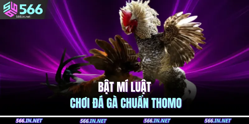 Bật mí luật chơi đá gà chuẩn Thomo
