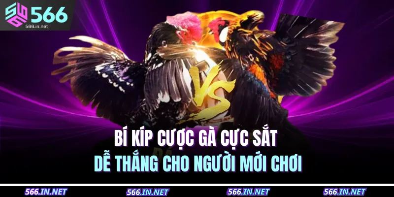Đá Gà Cựa Sắt – Cược Kịch Tính, Nhận Thưởng Cực To 4 Bí kíp cược gà cực sắt dễ thắng cho người mới chơi