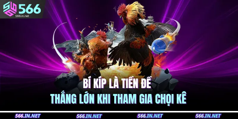 Bí kíp là tiền đề thắng lớn khi tham gia chọi kê 