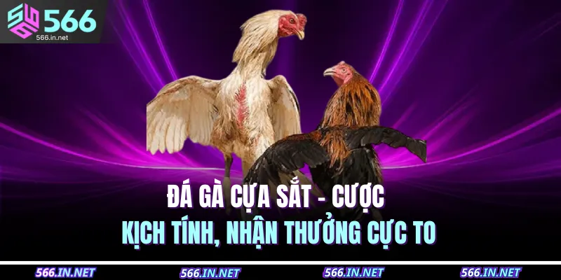 da ga cua sat cuoc kich tinh nhan thuong cuc to