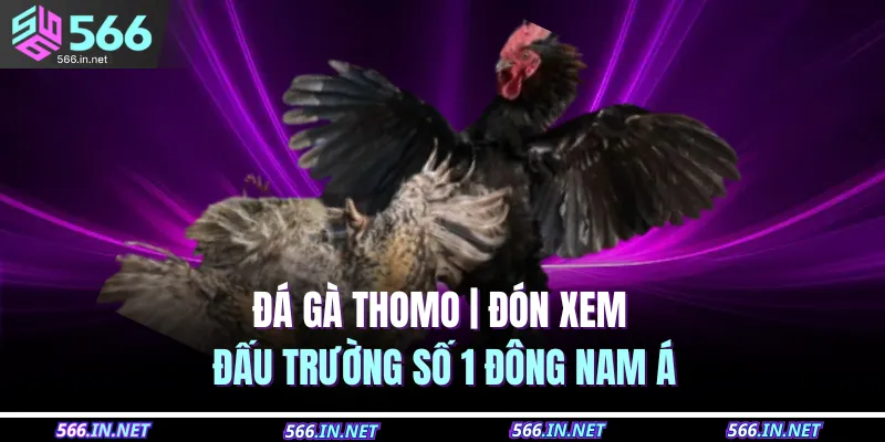 da ga thomo don xem dau truong so 1 dong nam a