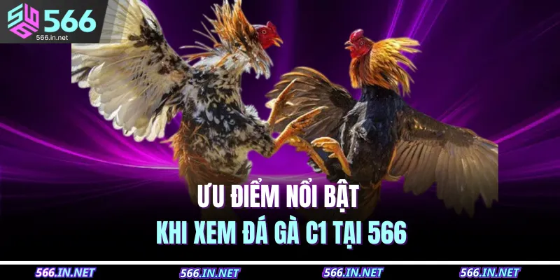 Ưu điểm nổi bật khi xem đá gà C1 tại 566